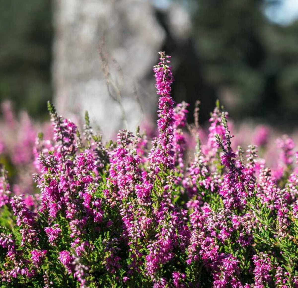 Violet Calluna Flower seeds for Planting - Drought Tolerant, Heirloom & GMO Free Seeds for Home Garden
Sale seeds for planting in home garden