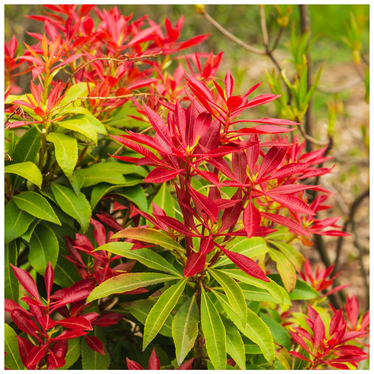 Red Photinia Flower seeds for Planting - Bright Blooms, Heirloom & GMO Free Seeds for Home Garden