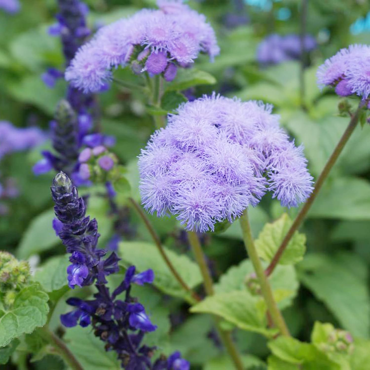 Blue Mistflower Seeds Hardy Ageratum Conoclinium Coelestinum Upright Perennial Attracts Bees