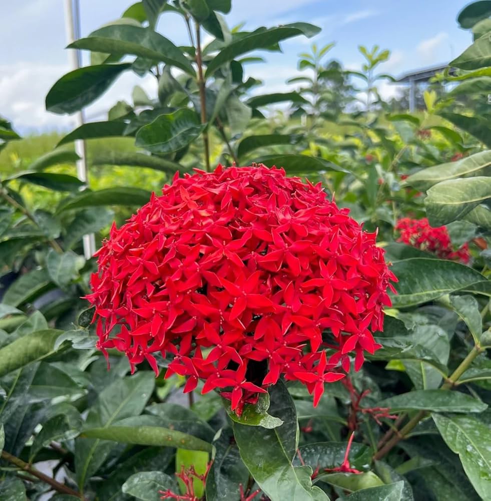 Ixora Red Flower Seeds for Planting Vibrant Blossoms for Your Garden - Evergrowseeds