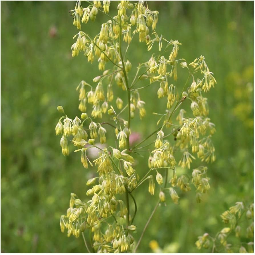 Lila Meadow Rue Thalictrum dioicum Seeds for Planting native wildflower garden