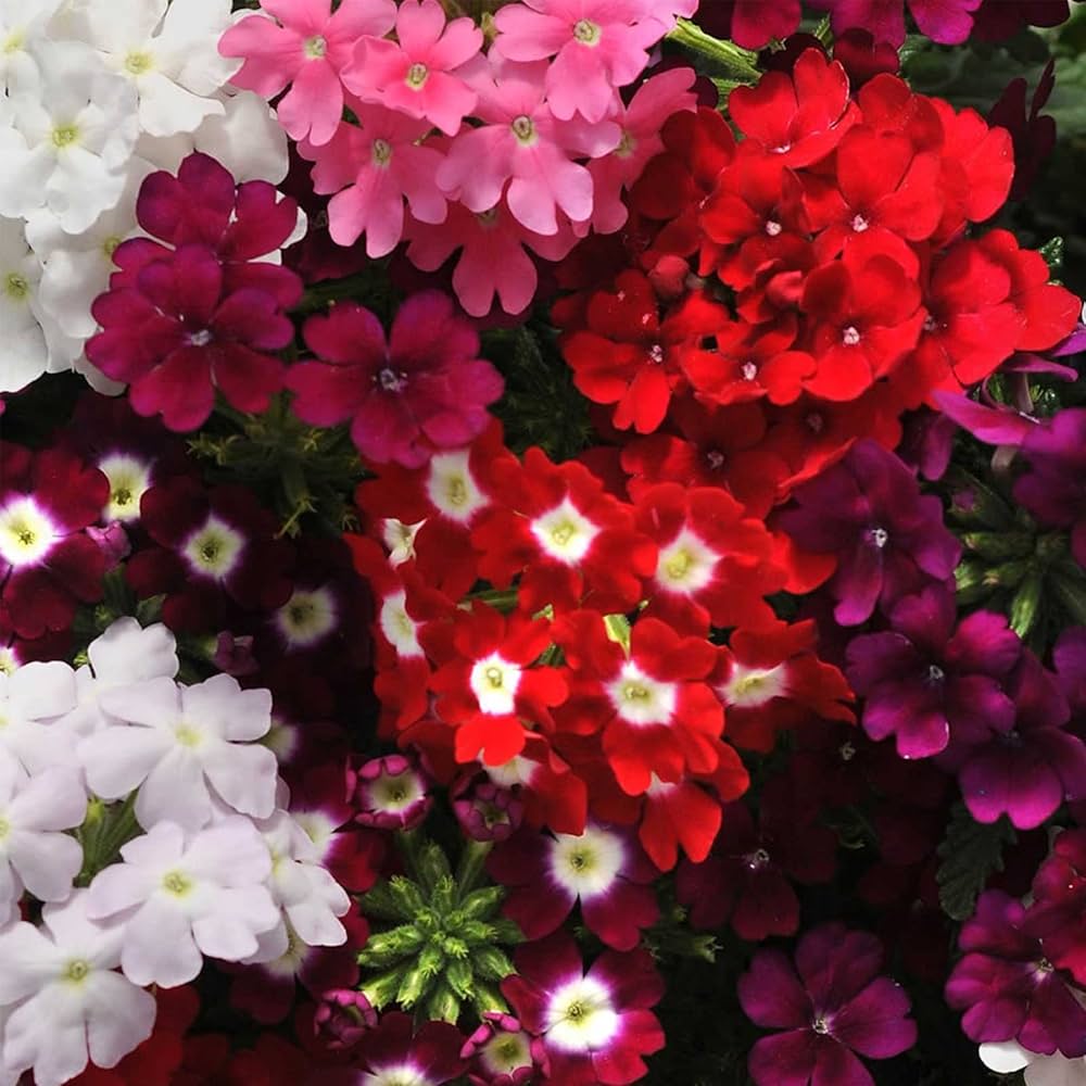 Evergrowseeds Verbena Obsession Mix flower seeds for planting, shown in a clear package with vibrant seed details.