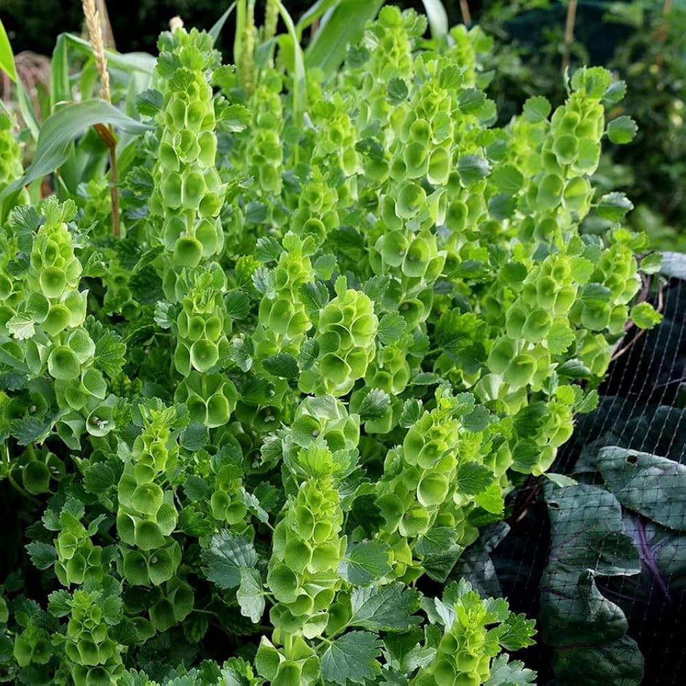 Bells of Ireland Molucella laevis Seeds for Planting in Flower Bed