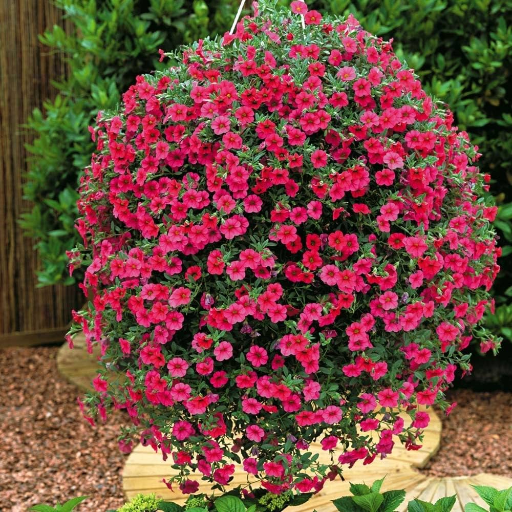 Petunia Freedom Summer Seeds for Planting Flower Pots City Gardens