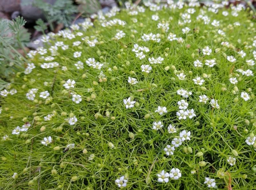 White Sagina Subulata Flower seeds for Planting - Wildflower Mix, Heirloom & GMO Free Seeds for Home Garden
