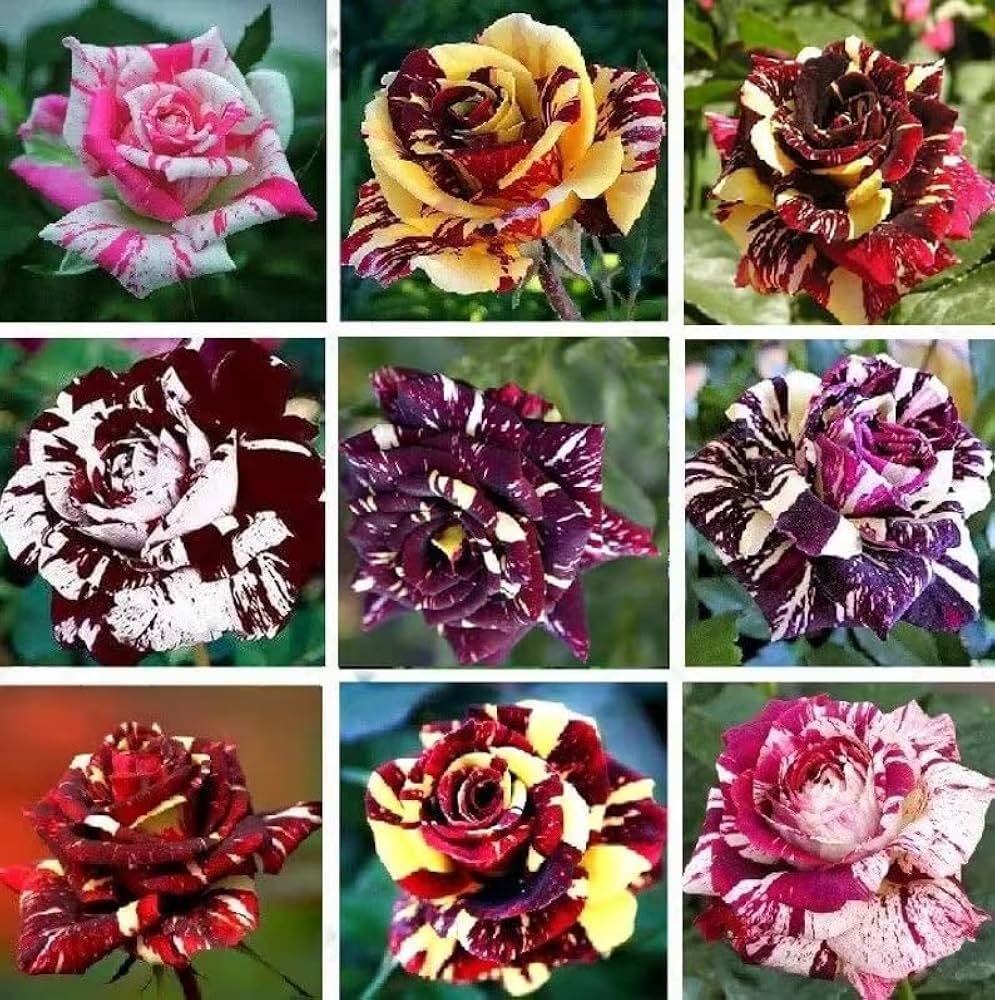 Mixed Rose Petals Rosa spp. Seeds for Planting in Flower Bed & Garden