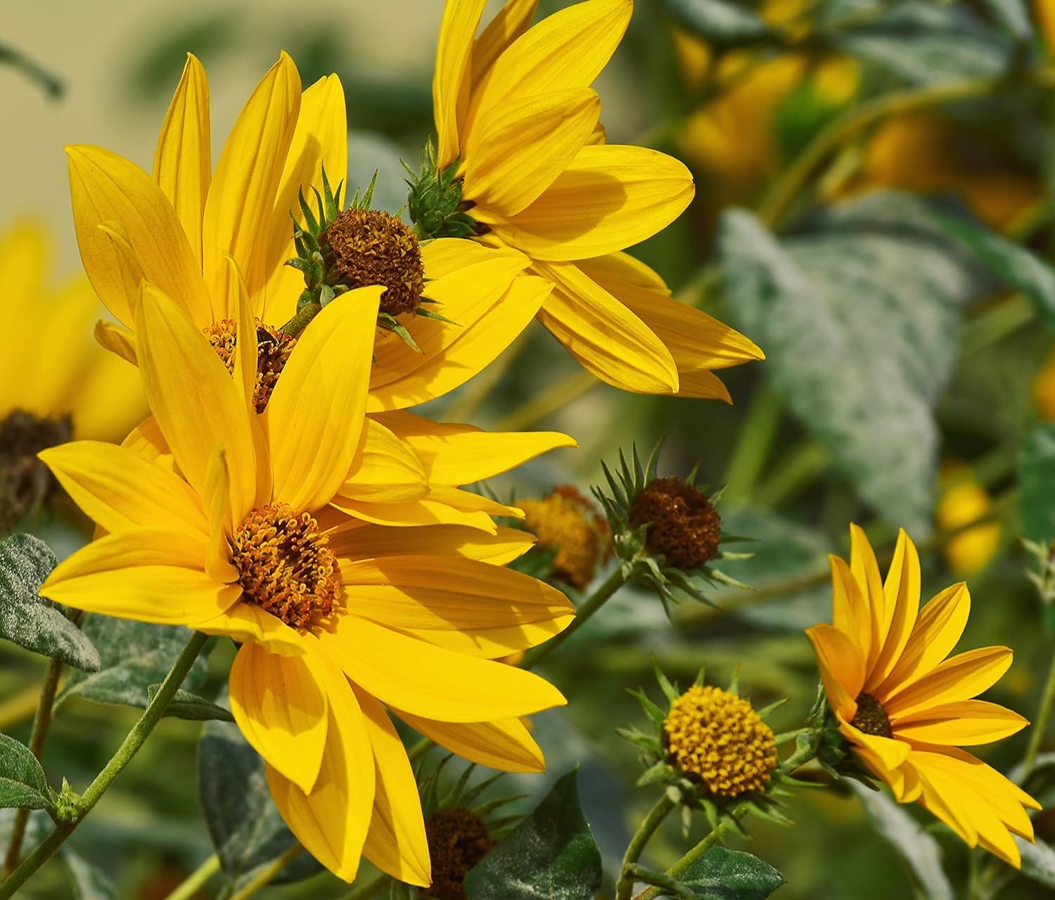 Yellow Maximiliani Flower Seeds Planting