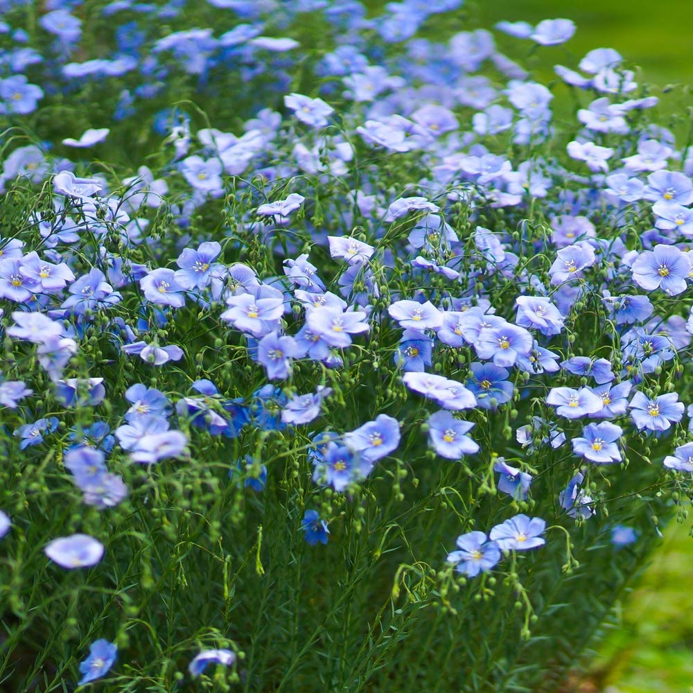 Flax Flower seeds blooming in flower beds, containers, borders, and pollinator-friendly gardens