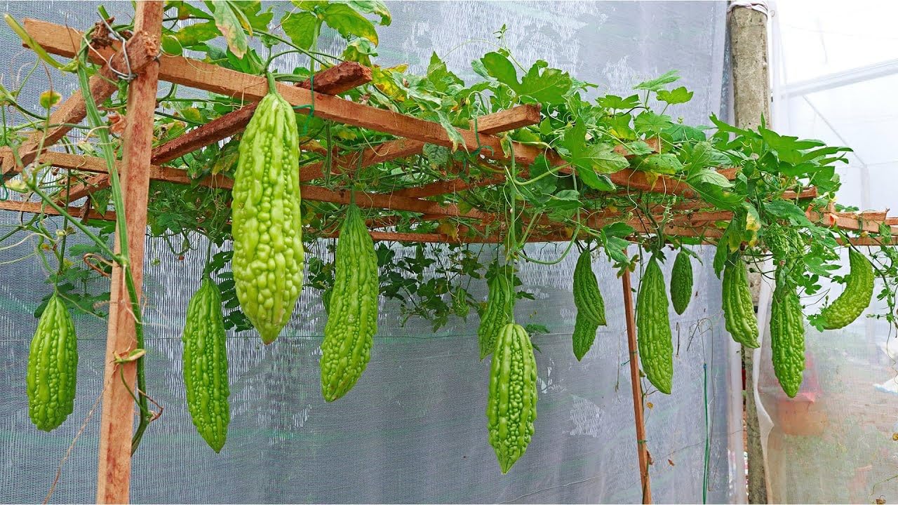 Bitter Melon Momordica charantia Seeds for Planting in Home Garden & Vegetable Patch