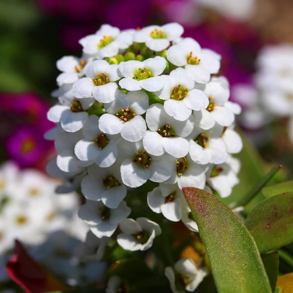 Heirloom White bonnet Flower seeds blooming in flower beds, containers, borders, and pollinator-friendly gardens