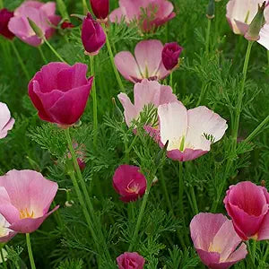 California Purple Gleam Poppy Seeds for Vibrant, Purple Blooms