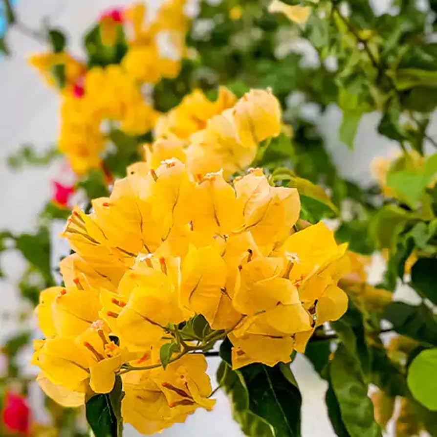 Bougainvillea Bougainvillea spp. Seeds for Planting - Perfect for Urban Garden & Flower Bed