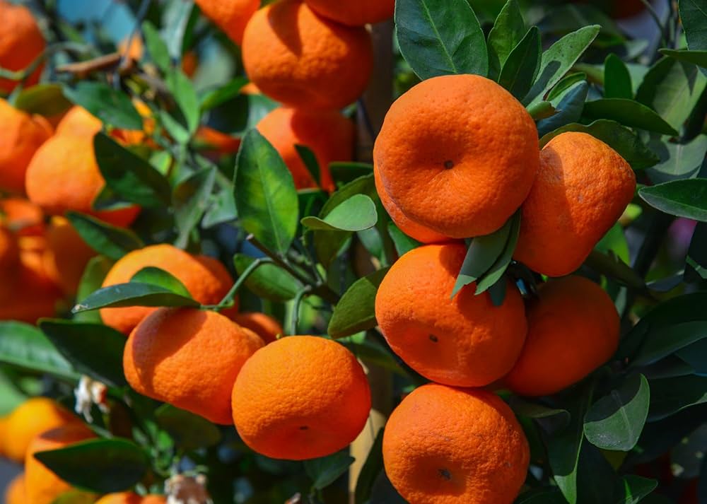 Mandarin Dream Citrus reticulata Seeds for Planting in Tropical Garden