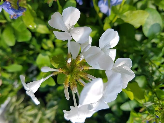 Leadwort Plumbago auriculata Seeds for Planting in Flower Bed & Garden