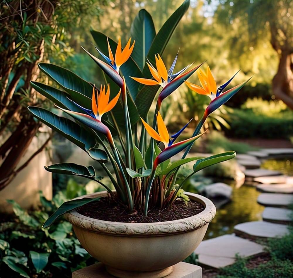 Orange Strelitzia Reginae Bird of Paradise Seeds for Planting in Tropical Garden