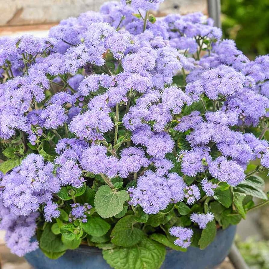 Pezzi di Semi di Piante Blue Ageratum