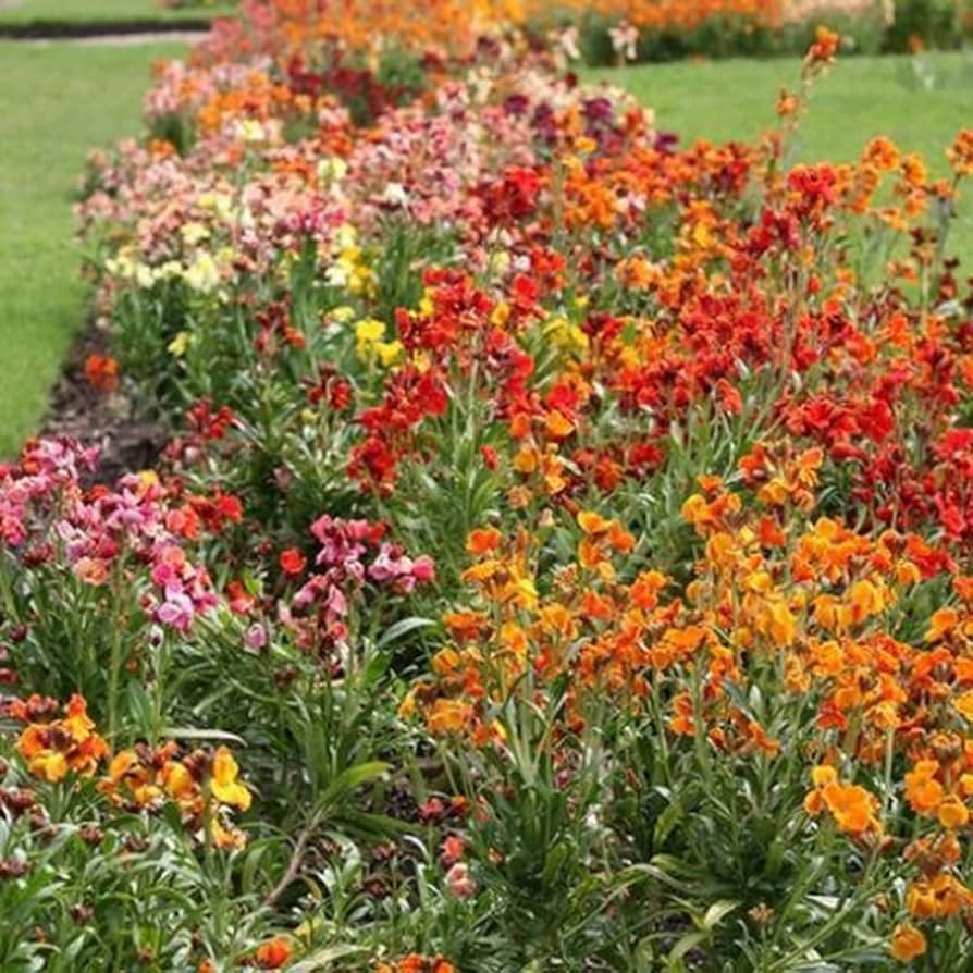 WallFlower Ravenelle Erysimum Seeds for Planting - Perfect for Flower Bed & Urban Garden
