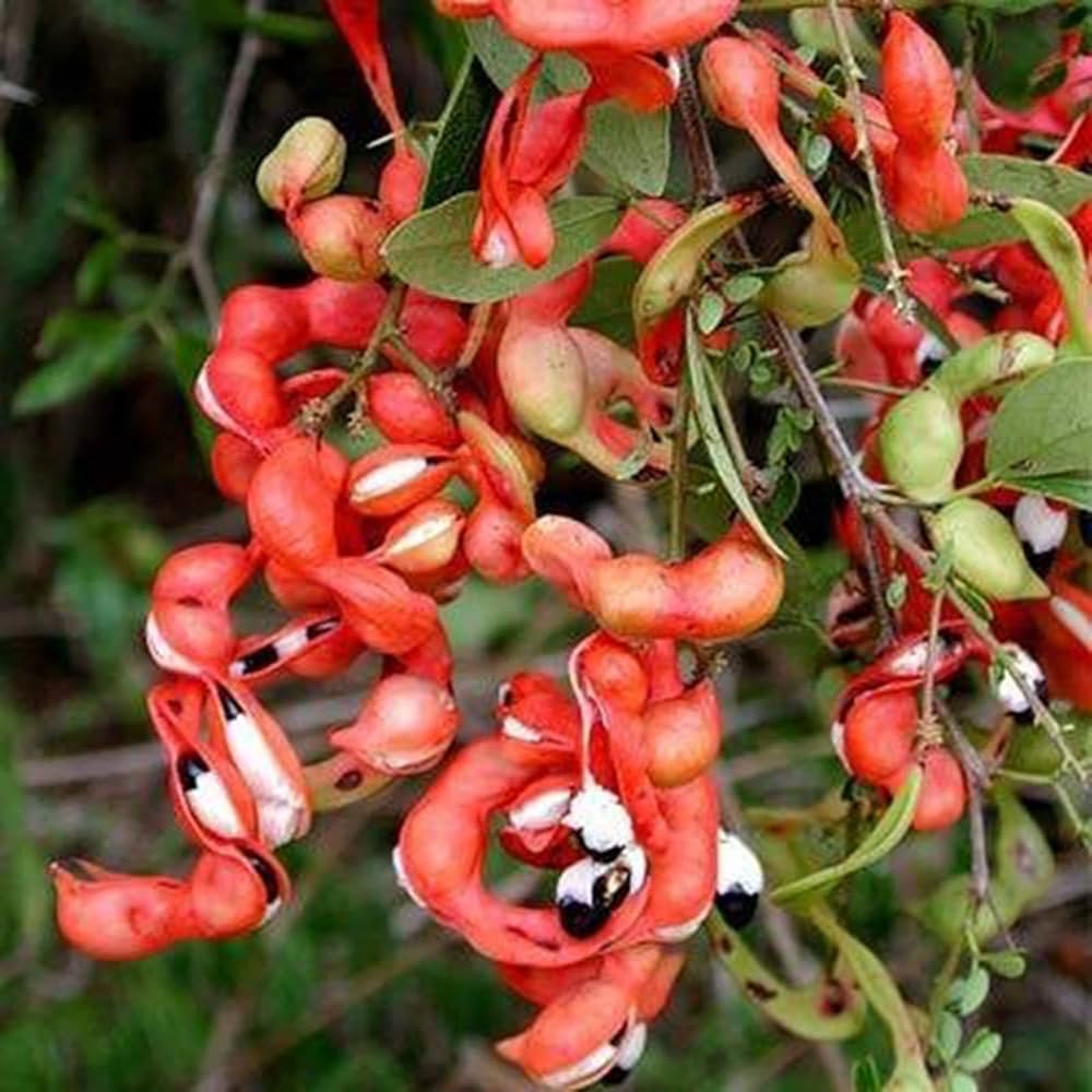 Manila Tamarind Tree Planting Seeds for Home Gardens