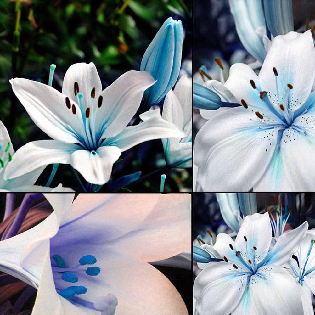 Blue Rare Lily Seeds For Yard Gardening Plant Planting Lilium Flower Home Bonsai Garden Décor Best