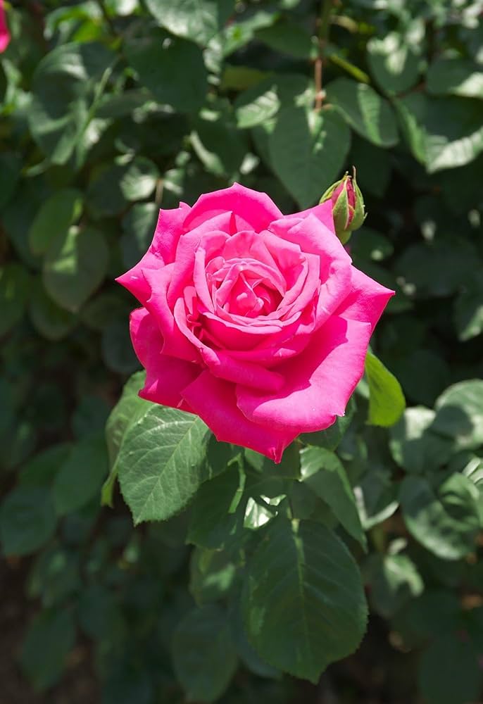 Rose Seeds for Planting Rosa Hybrida mixed petals romantic garden flower bed