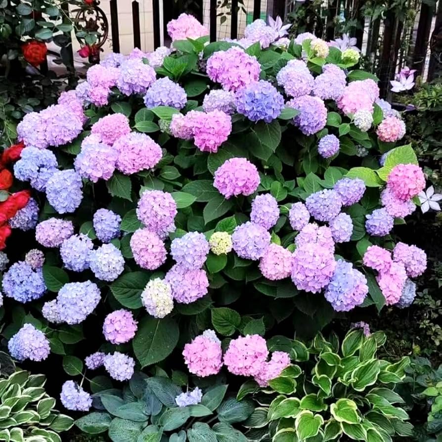 Hydrangea Hydrangea spp. Seeds for Planting - Perfect for Flower Bed & Home Garden