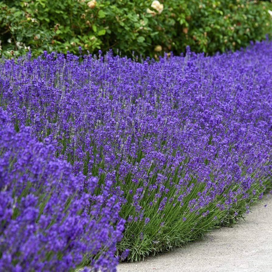True Lavender Seeds for Planting Lavandula angustifolia for herb gardens and flower beds