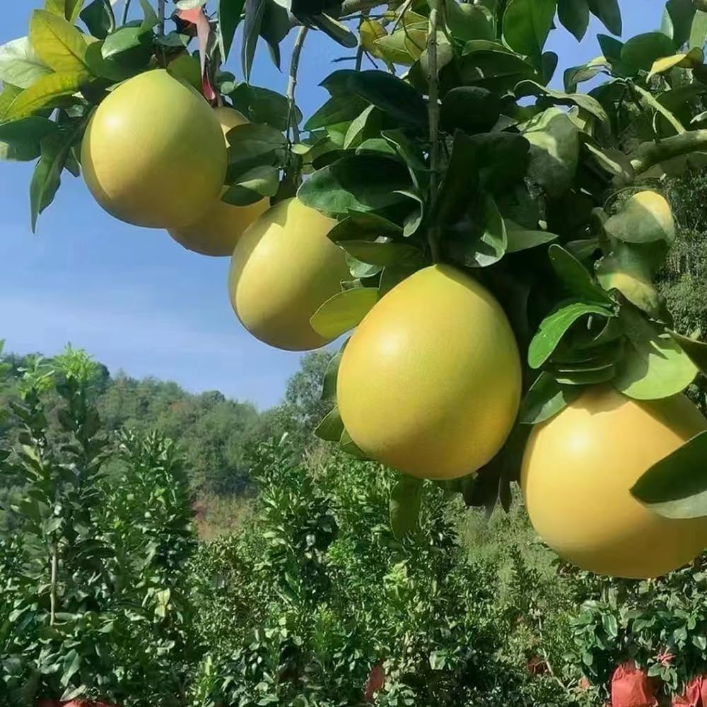 Yellow Mini Pummello Fruit Seeds for Planting
