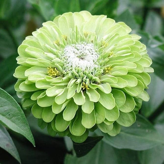 Green Zinnia Envy Chartruse Double Selection Seeds for vibrant garden flowers