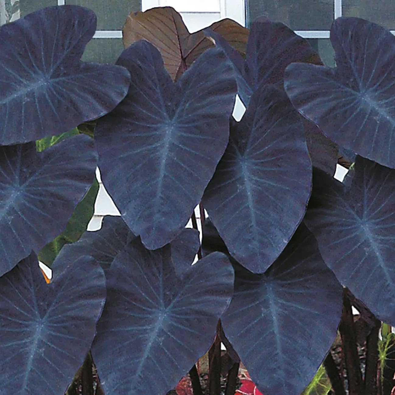 Leaf Alocasia Flower seeds for Planting - Vibrant Colors, Heirloom & GMO Free Seeds for Home Garden