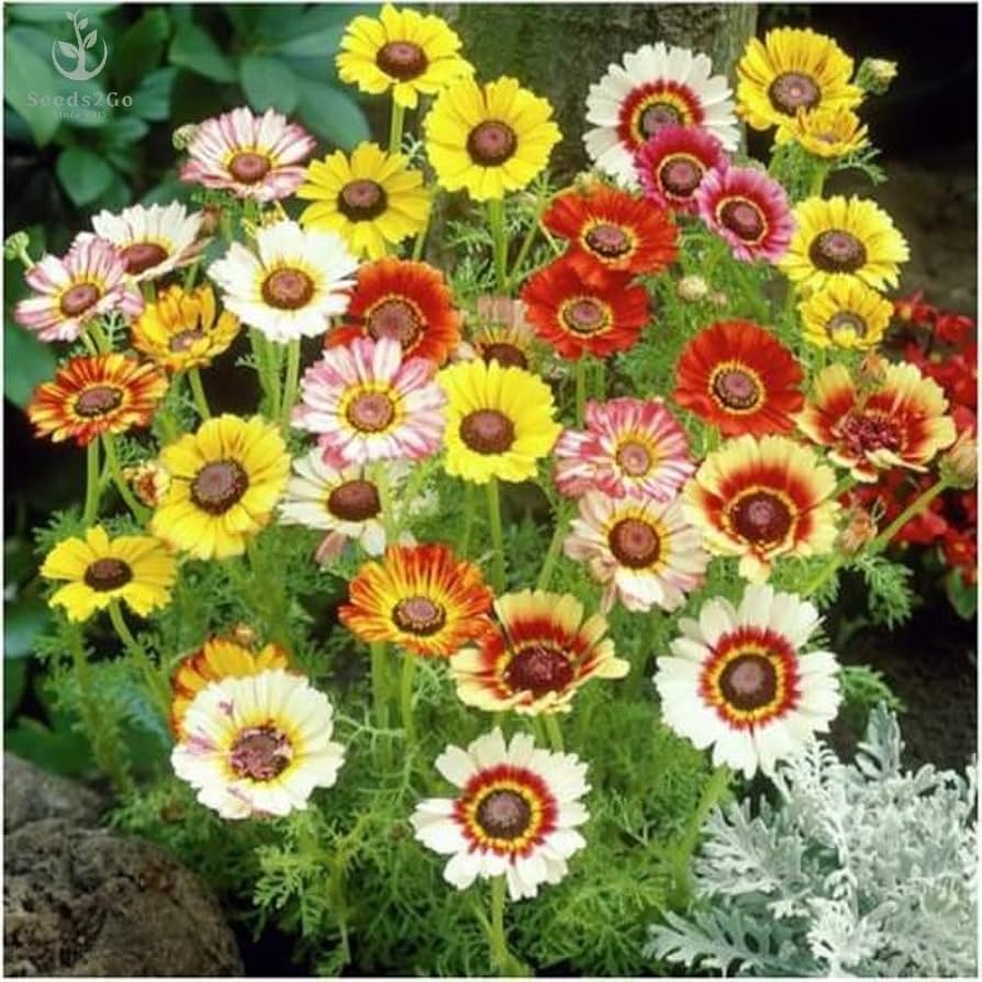 Painted Daisy Chrysanthemum Flower Seeds