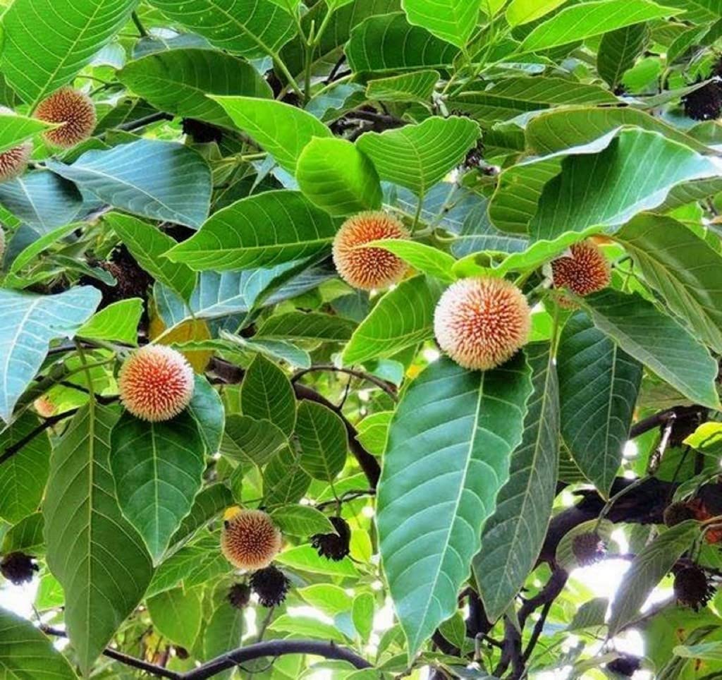 Green Anthocephalus Kadamba Flower seeds for Planting - Colorful Display, Heirloom & GMO Free Seeds for Home Garden