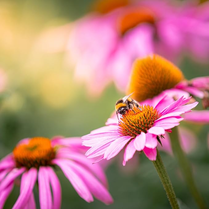 Echinacea Echinacea purpurea Flower Seeds for Planting in Flower Bed & Garden