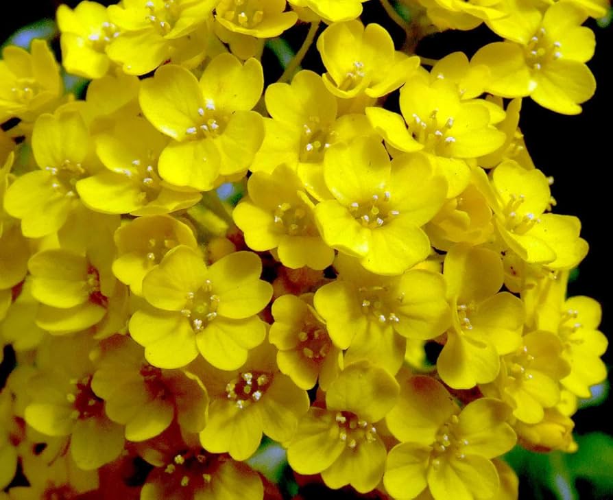 Yellow Aurinia Saxatilis Flower seeds for Planting - Drought Tolerant, Heirloom & GMO Free Seeds for Home Garden