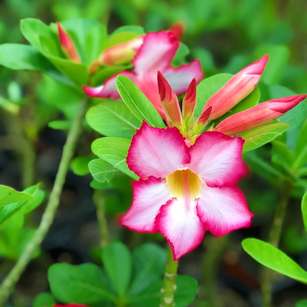 Adenium Seeds for Planting Grow Stunning Desert Rose Flowers at Home - Evergrowseeds
