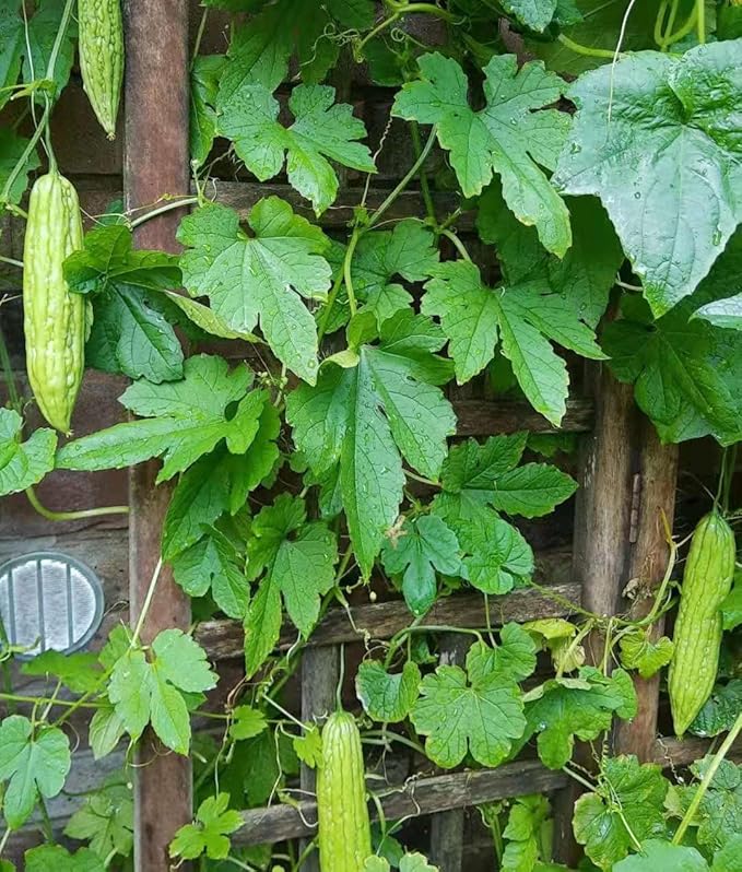 Bitter Melon Seeds For Healthy Vegetable Planting Seeds