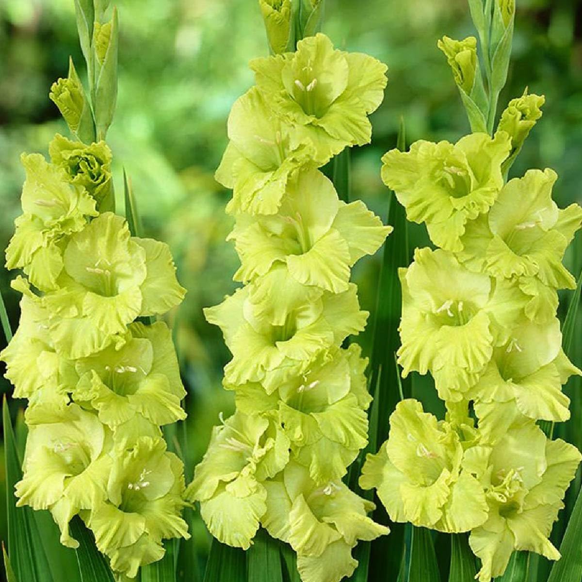 Gladiolus Light Green Flower seeds for Planting - Vibrant Colors, Heirloom & GMO Free Seeds for Home Garden