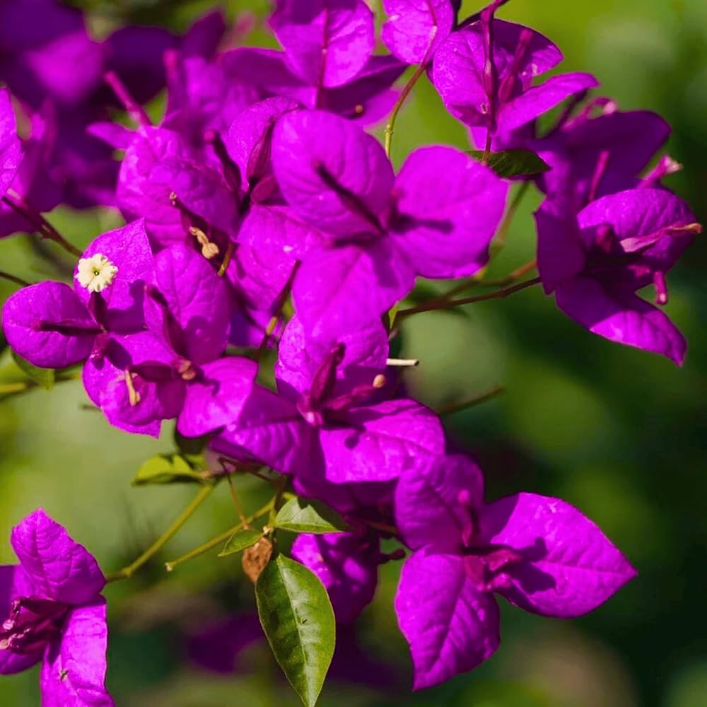Bougainvillea Flower Seeds for Planting Dark Violet, Stunning Garden Climber