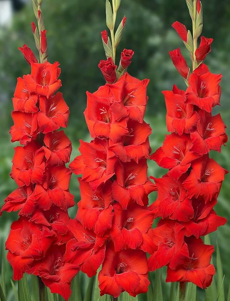 Gladiolus Flower seeds blooming in flower beds, containers, borders, and pollinator-friendly gardens