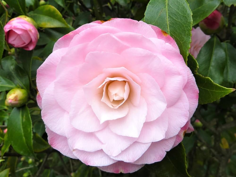Camellia Seeds for Planting Camellia japonica for flower beds and partial shade gardens