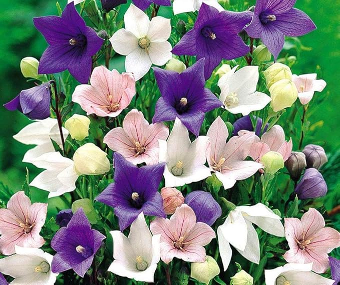 PLATYCODON Balloon Platycodon grandiflorus Mixed Flower Seeds for Planting in Flower Bed