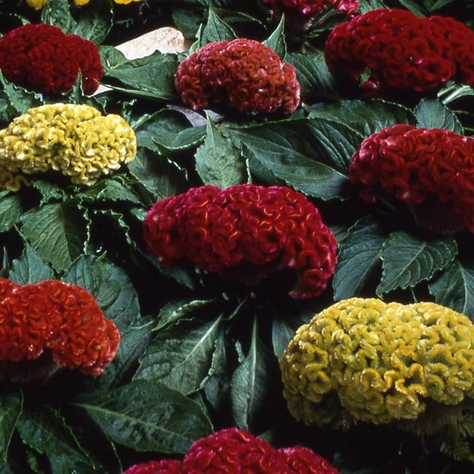 Cockscomb Celosia argentea Flower Seeds for Planting in Flower Bed & Garden