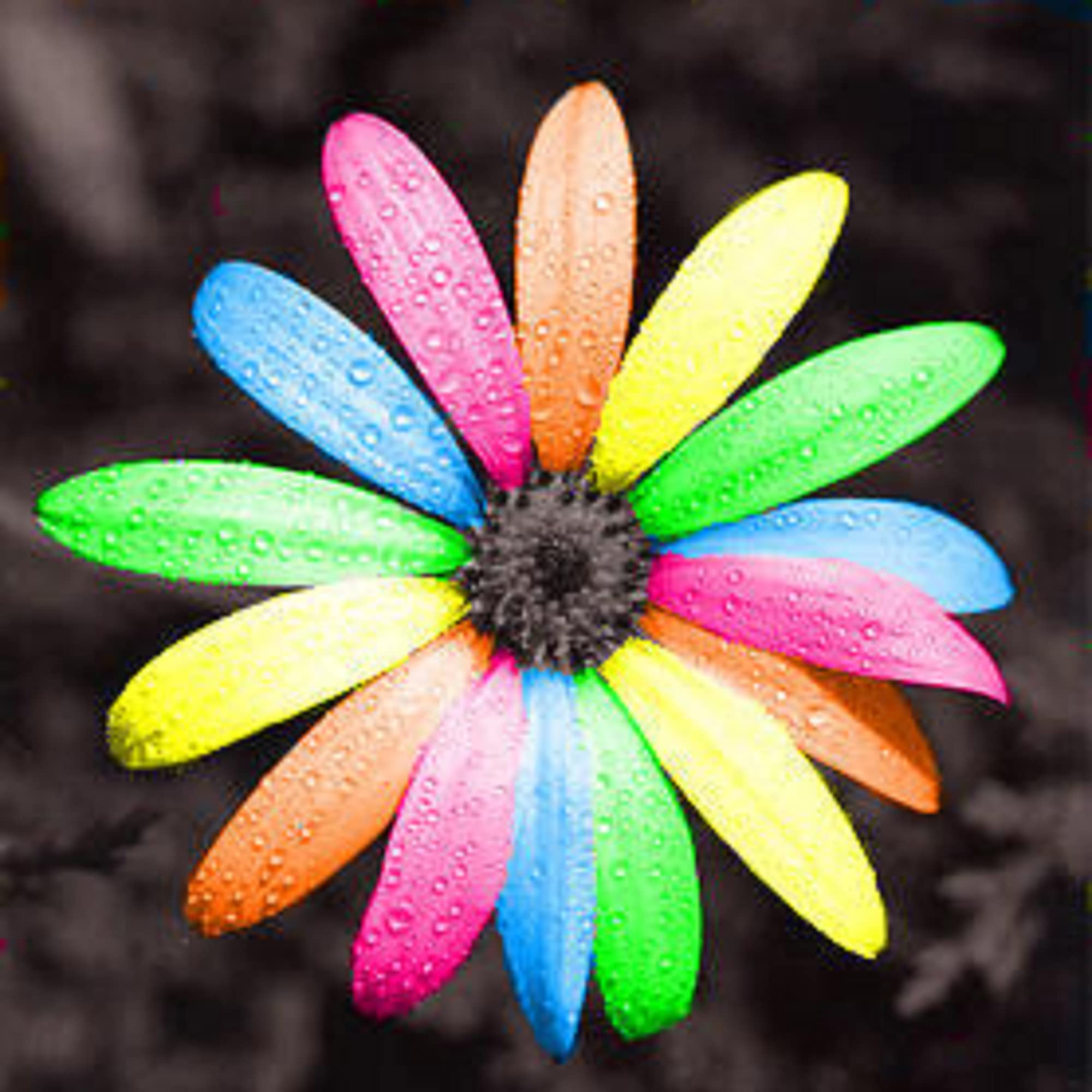 Osteospermum Daisy Osteospermum spp. Seeds for Planting in Flower Bed