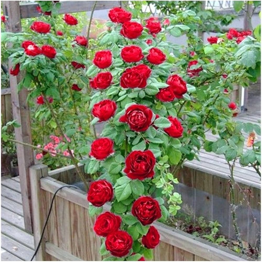 Bonsai Polyantha Rose Seeds for Miniature, Elegant Rose Displays