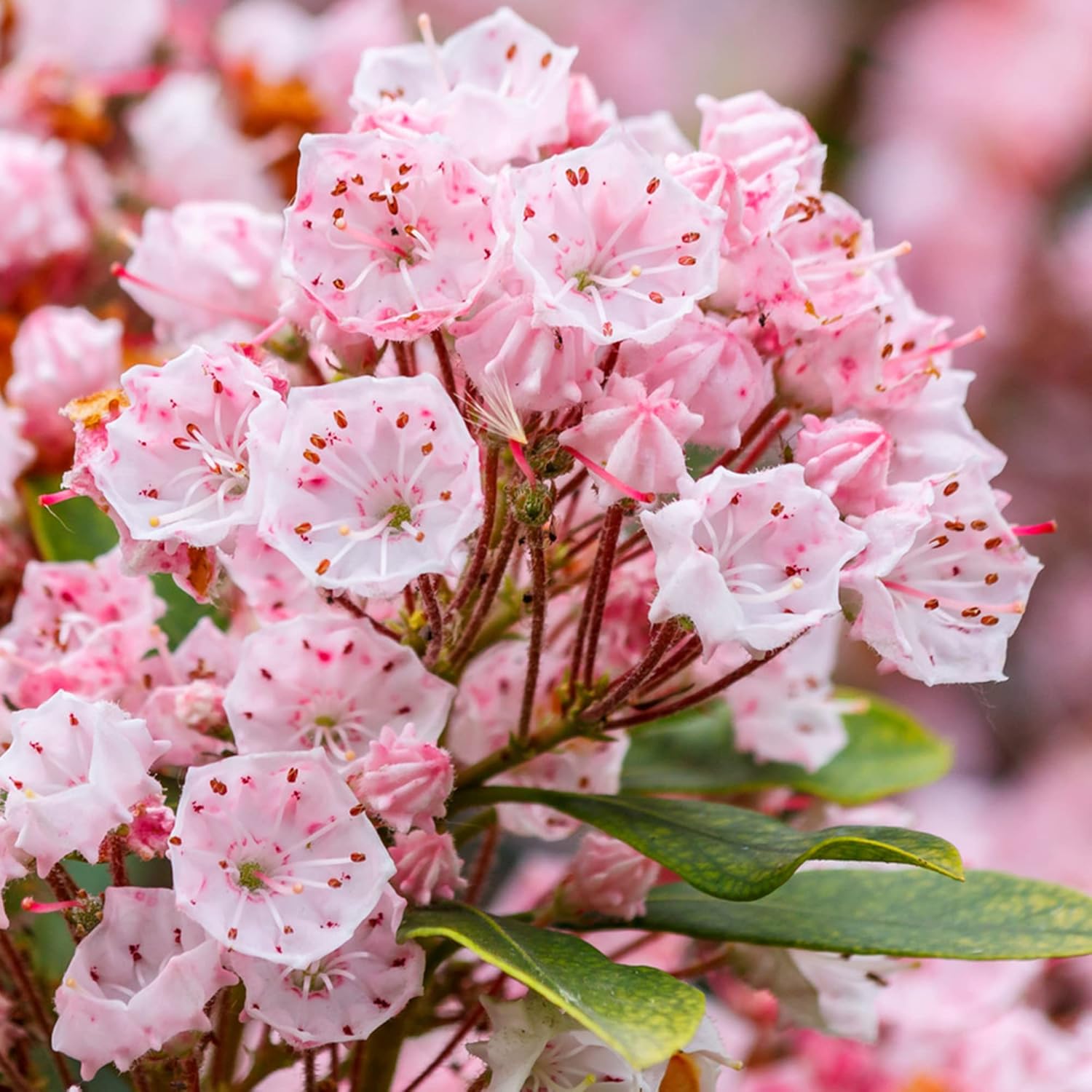 Mountain Laurel Seeds Kalmia Latifolia Flowering Evergreen Shrub Showy And Intricate Flowers Glossy