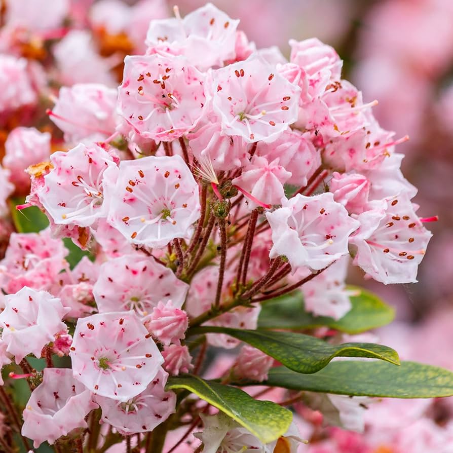 Pink Laurel Seeds for Planting - Elegant Pink Blooms for Garden and Borders Heirloom Non-GMO Seeds