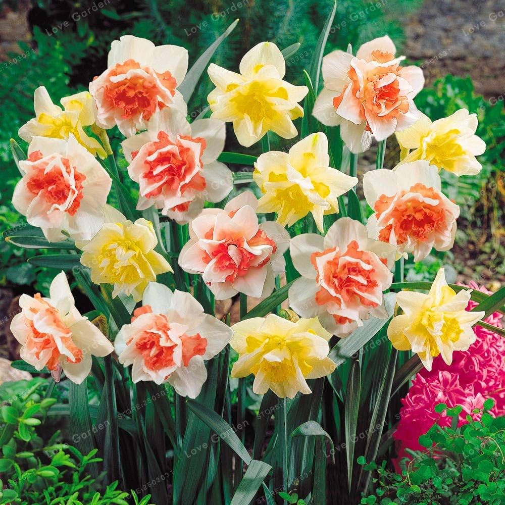 Jonquil Flower seeds blooming in flower beds, containers, borders, and pollinator-friendly gardens