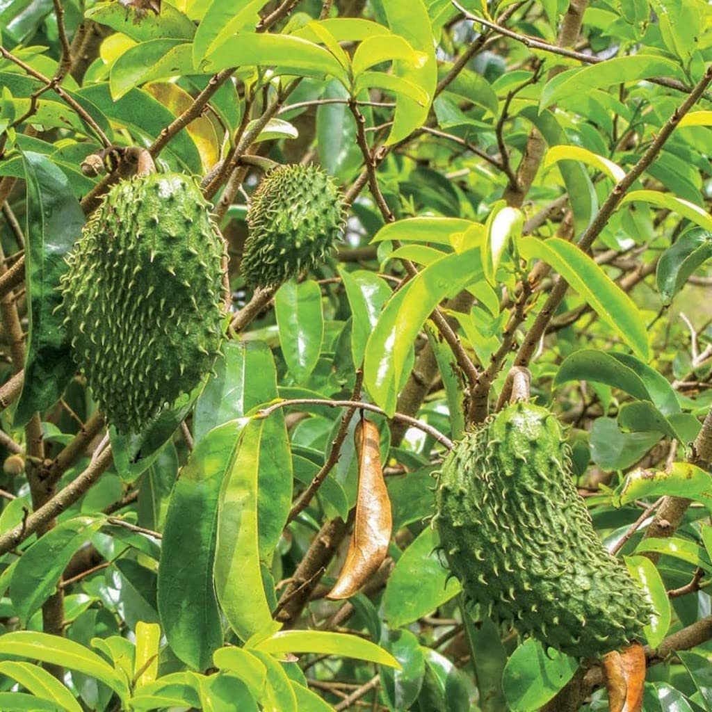 Giant Soursop Planting Seeds for Growing Exotic Fruit - Premium Quality, Easy to Grow