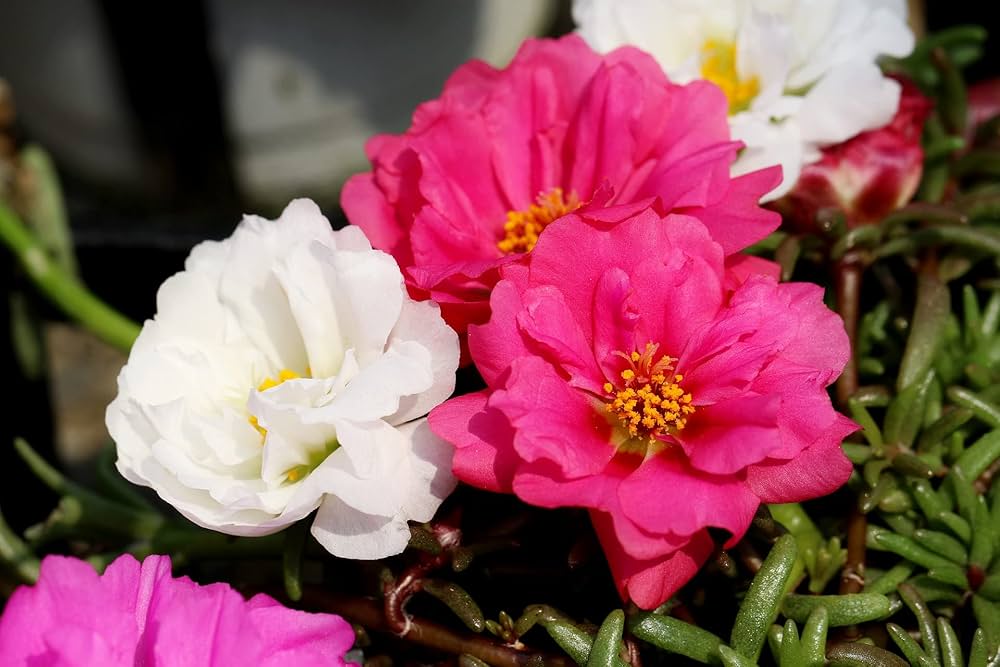 White Pink Moss Rose Flower seeds for Planting - Perfect for Borders, Heirloom & GMO Free Seeds for Home Garden
Sale for planting in home garden.