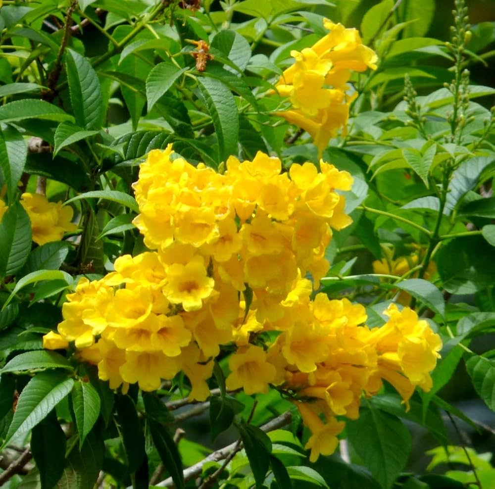 Yellow Alcea Ficifolia Flower seeds for Planting - Long Bloom Season, Heirloom & GMO Free Seeds for Home Garden
Sale seeds for planting in home garden
