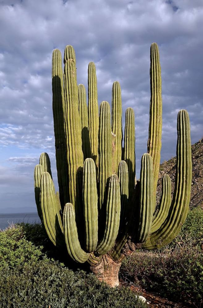 Giant Cardon Seeds For Easy Planting In Desert Landscapes Plant Seeds